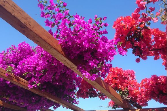 How I miss the bougainvillea...
Naxos was full of them

May 24, 2018 