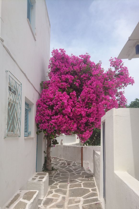 Lefkes village, white and bougainvillea
May 20, 2018