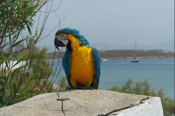 An exotic inhabitant on the island of Paros

May 20, 2018