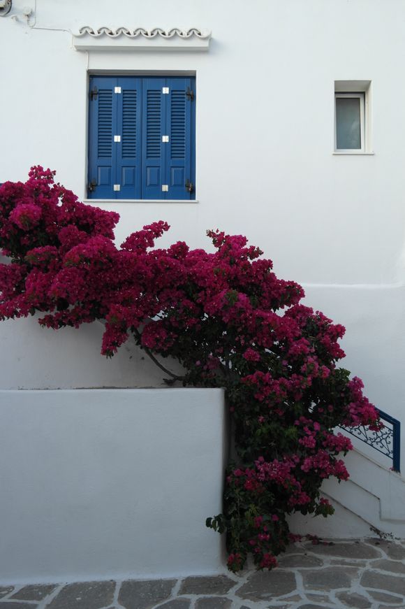 Bougainvillea and white and blue...
Doesn't get more 🇬🇷

May 19, 2018 