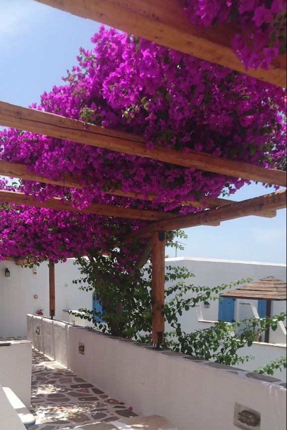 I love bougainvillea, never bores me to take photos. 
May 21, 2018 