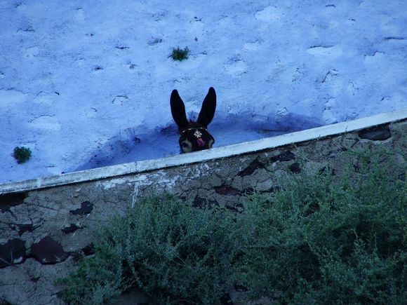 A donkey take a peek over the wall - Fira, Santorini.