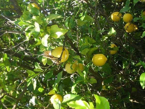 Lemon tree (June 2010)