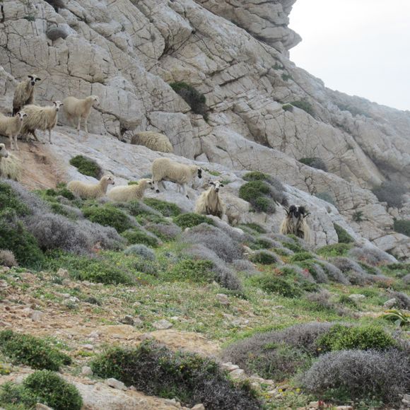 Wild sheep on top of  the Paleokastro Arkasa