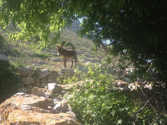 A friend I made hiking on the ancient path to Vroukounda.