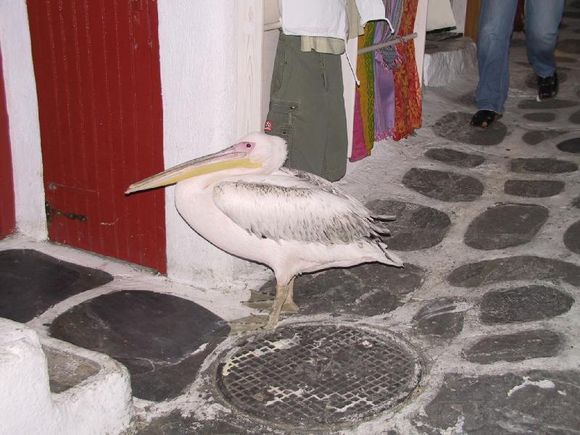 The famous Pelican of Mykonos