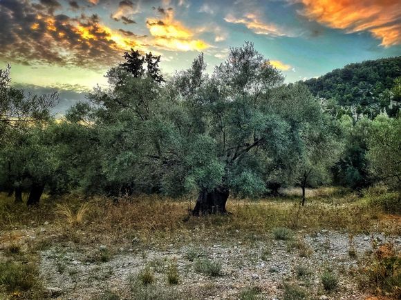 The old olive trees, each real personalities with a lot of history to tell - and they still will be here when we are gone …