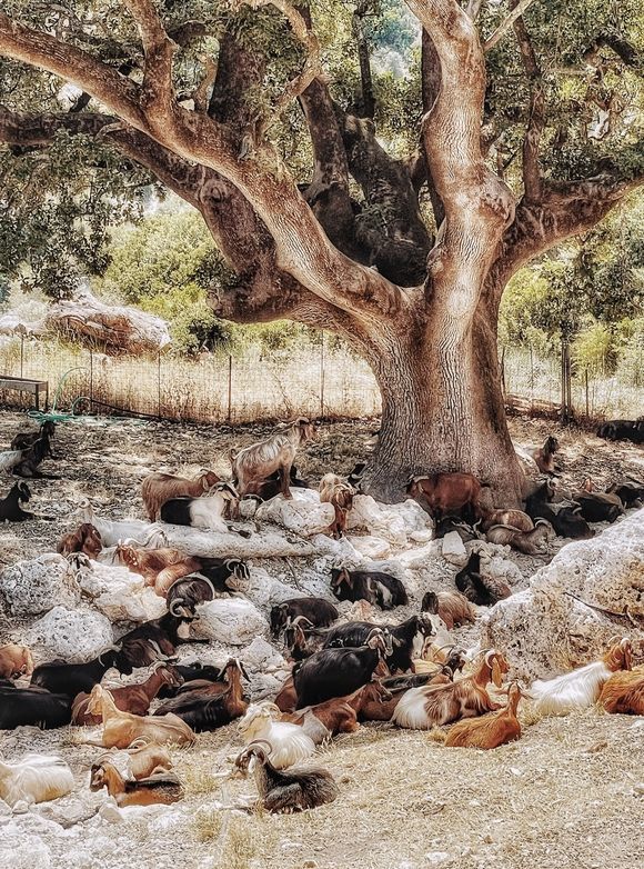 With the goats resting in the shade under the big tree this place had kind of biblical feeling - it could also be some hundred years earlier 