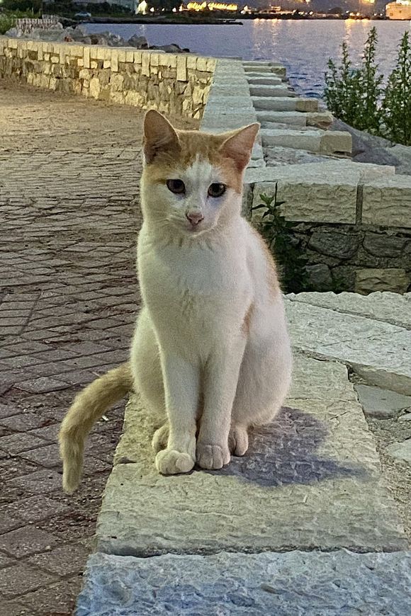 One of the many cats of South Park in Patras.
Νότιο Πάρκο Πατρα, 
October 30th, 2023