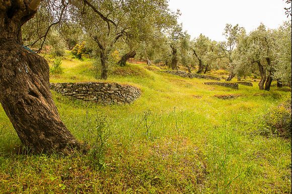 Olivenbäume auf Lesbos