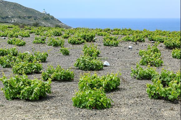 Weinanbau auf Santorini