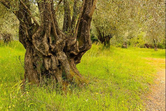 Alte Olivenbäume auf Lesbos
