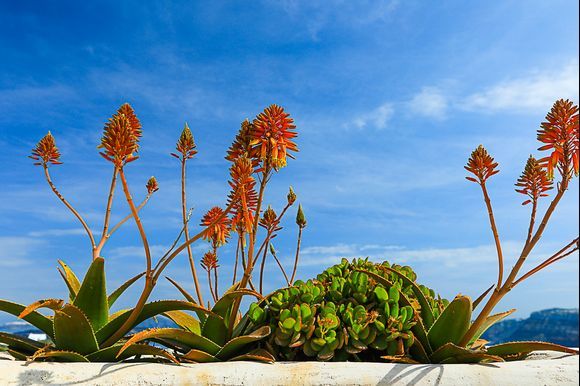 Blumenpracht in Fira