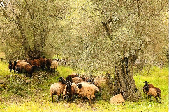 Flock of sheep in the olive grove.