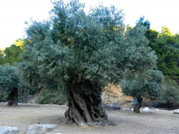 Old olive tree