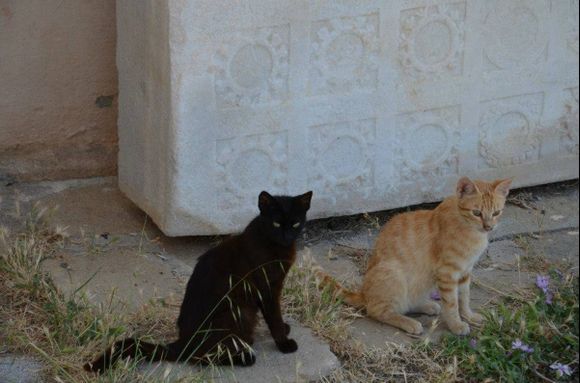 Cats take care about Delos Museum :)