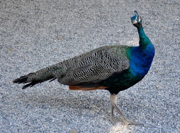 Peacock in Filerimos