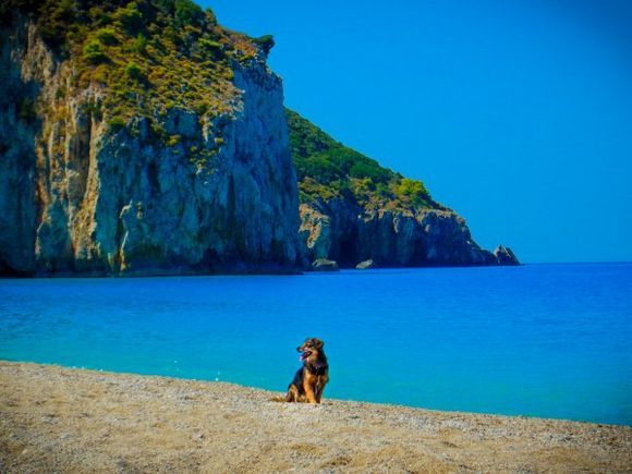 Dog alone in Myrtos