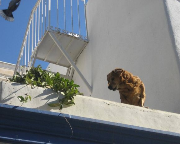 Watch dog at Leros