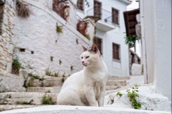 Watching his little world go by - Skiathos town