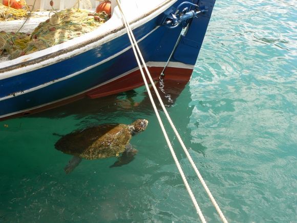 Turtle in Argostoli\'s harbor