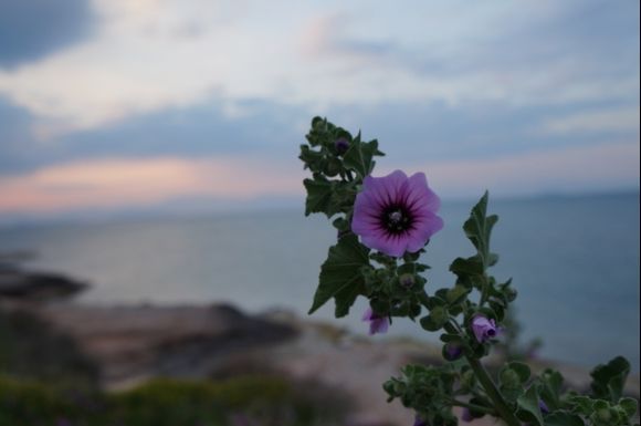 Flower during sunset in aggistri. Taken during April, so the island still had an eerie and abandoned vibe