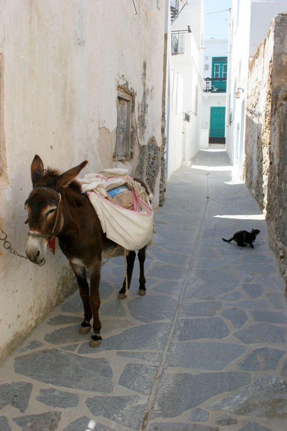 The donkey and the cat.
Poor donkey, it is a shame to use animals in 2021 but in the villages, it is still the only way to build a house as there are no proper roads.