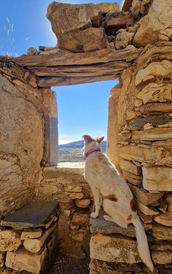 Guarding the monastery of Kaloritsa.
First time I visited this place. Quite amazing. Check photos on https://www.greeka.com/cyclades/naxos/sightseeing/kaloritsa-monastery/