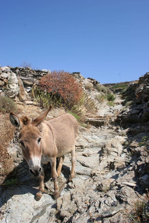 Also a donkey friend. An old photo.
Our friend has a rope at his feet, preventing him from escaping. This is called 