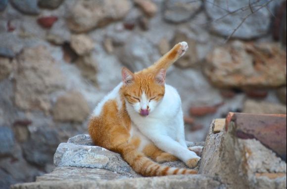 A cat grooming itself after a magnificent day spent at Kastro Monemvasias.