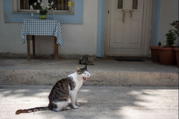 Yawning cat in Panormos