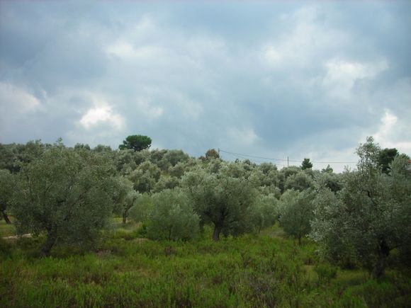 Olive groves on Pelion peninsula just before the storm.
