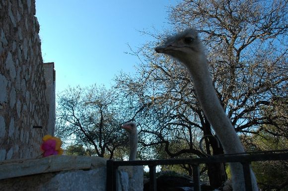 hydras ostrich says hello and eats a flower