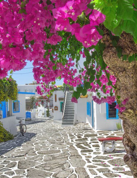 A bower of bougainvillea hangs over a whitewashed street in Chora, the main town on Antiparos island.