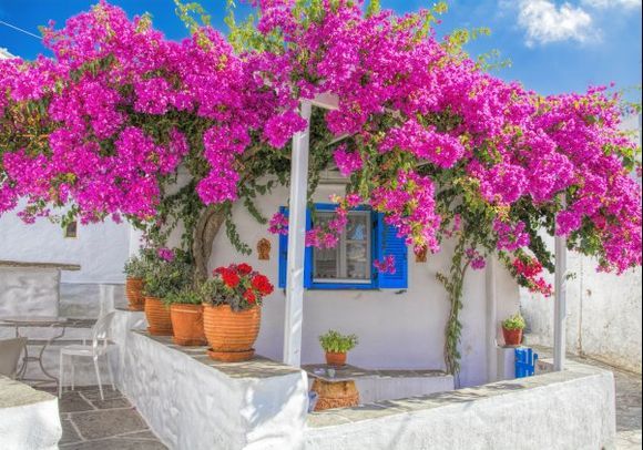 A Sifnian courtyard -full with colorful flowers, emerging the village’s aesthetics- always ready to welcome you and offer moments of peace and hospitality.