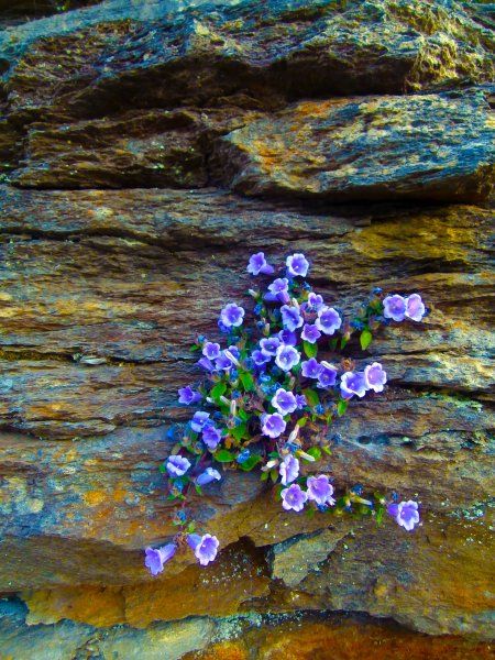 rock flowers