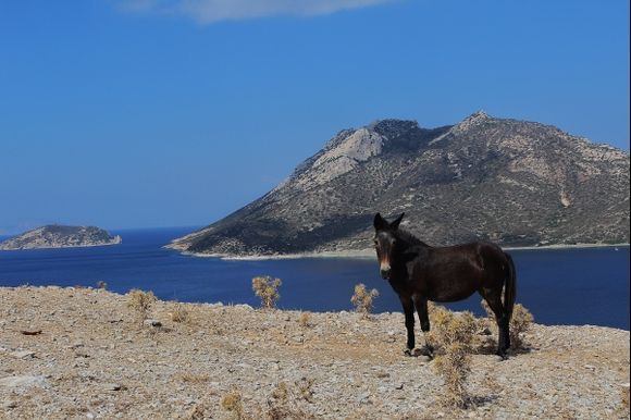 Amorgos horse
