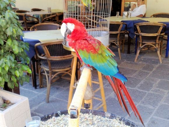 Colourful parrot in castle of Rhodes.