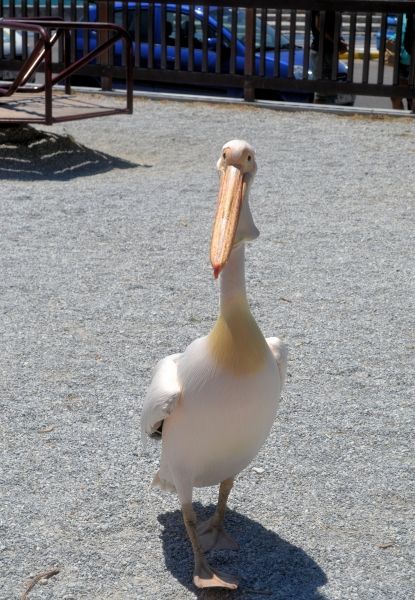 Pelican.