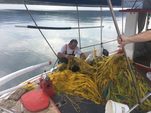 All in a days work for an Argostoli fisherman 