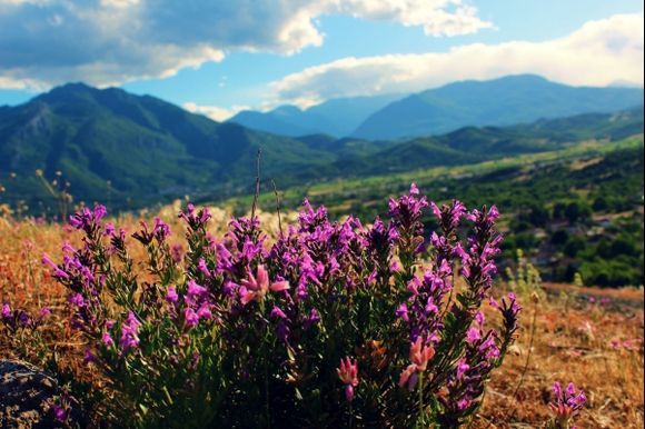 Flowers of Meteora with Pindos mountains in the background ...