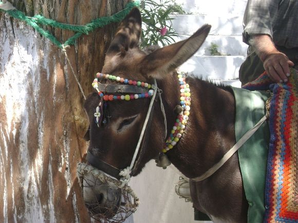 Cute donkey at Pyrgos