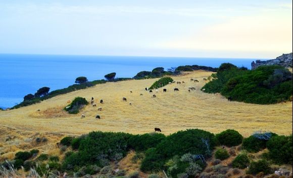 Sheep having lunch, somewhere between Psathi and Gerontas