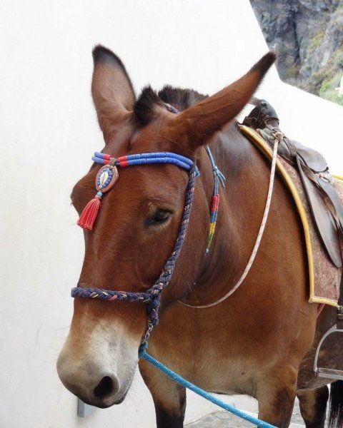 Donkey in Santorini