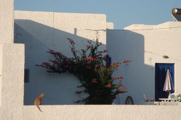 a cat in a setting sun, pollonia, milos

This is one of my favourite images from my trip to greece