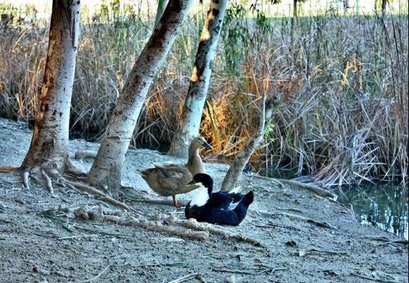 Ducks in the park