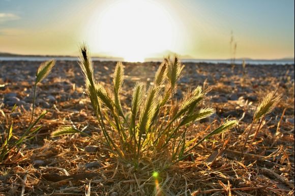 Weeds in the setting sun