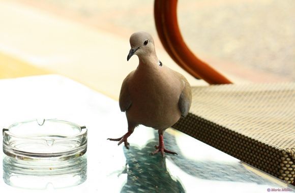 Glass-skating :)