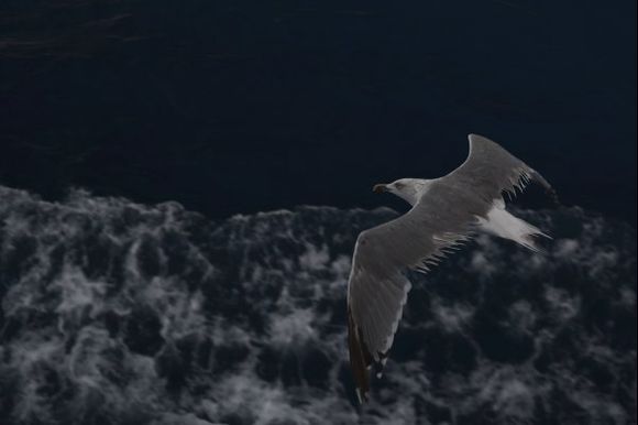 Soaring alongside the ferry