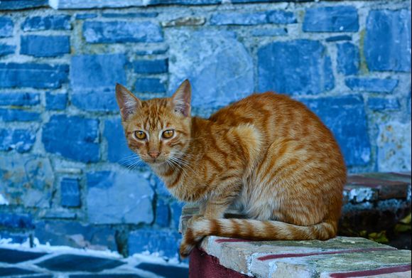 Ginger cat
Pili, Evia
